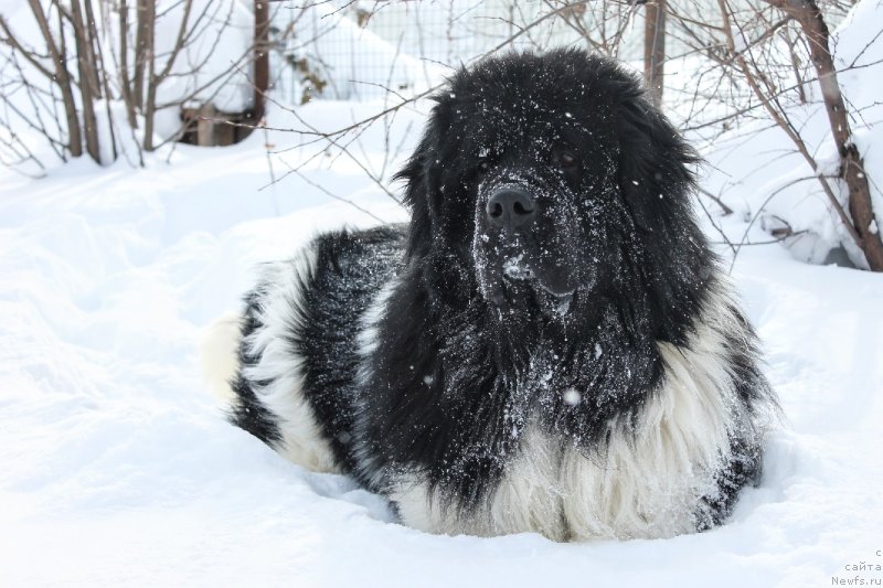 Фото: ньюфаундленд Akvian Song Trevor (Аквиан Сонг Тревор)