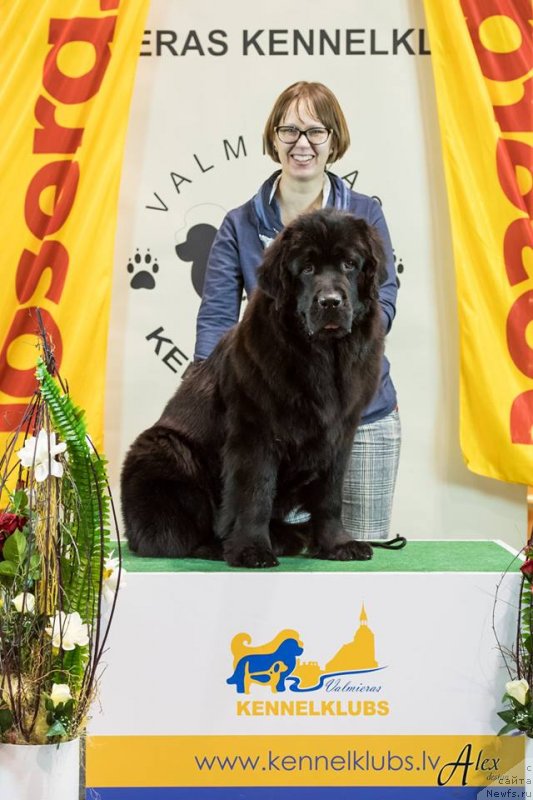 Фото: ньюфаундленд Brownblood MSK Martha Cheerful Lady (Браунблад МСК Марта Чирфул Леди)