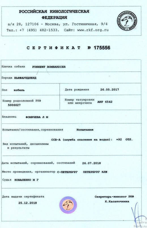 Фото: ньюфаундленд Funnewf Bombardier (Фанньюф Бомбардир)