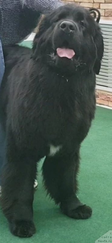 Фото: ньюфаундленд Laskoy Sogrevayuschaya Laika (Лаской Согревающая Лаика), ньюфаундленд Laskoy Sogrevayuschaya Laika (Лаской Согревающая Лаика)