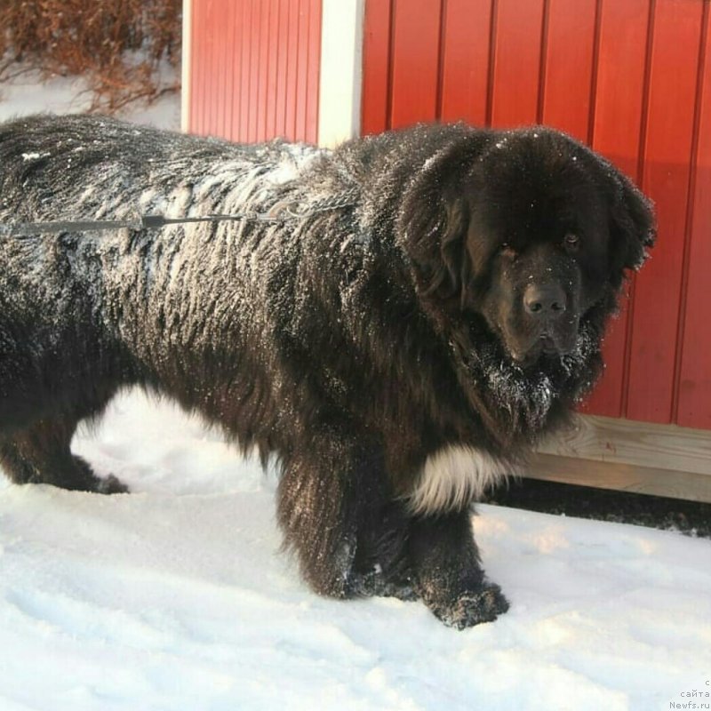 Фото: ньюфаундленд Terra Viktoriya Blyu Drim (Терра Виктория Блю Дрим)