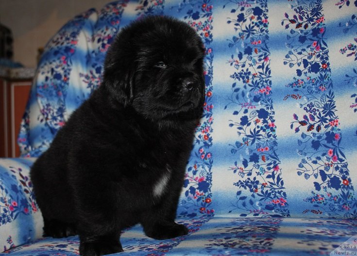 Фото: Терра Виктория О..