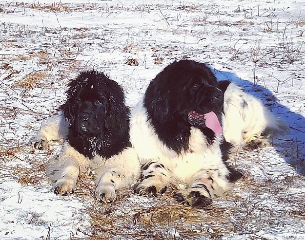 Фото: ньюфаундленд Super Premium Burbon (Супер Премиум Бурбон), ньюфаундленд Fluffy Avalanche Civilization (Флюфи Аваланч Цивилизация)