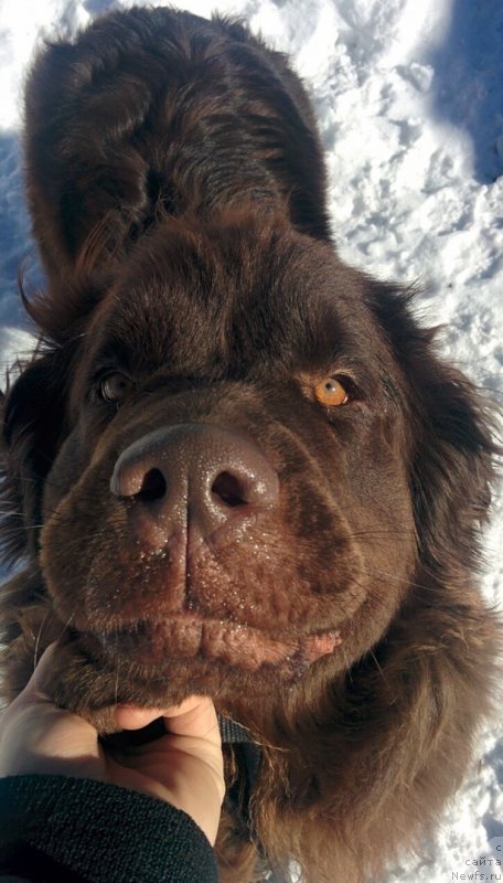 Фото: ньюфаундленд Brownblood MSK Drimi Ein (Браунблад МСК Дрими Эйн)