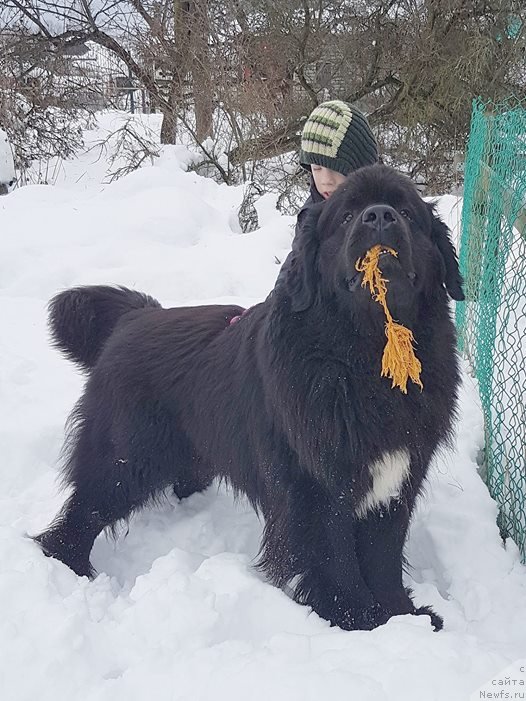 Фото: ньюфаундленд Himalayas ot Karelskikh Medvedey (Гималай от Карельских Медведей)