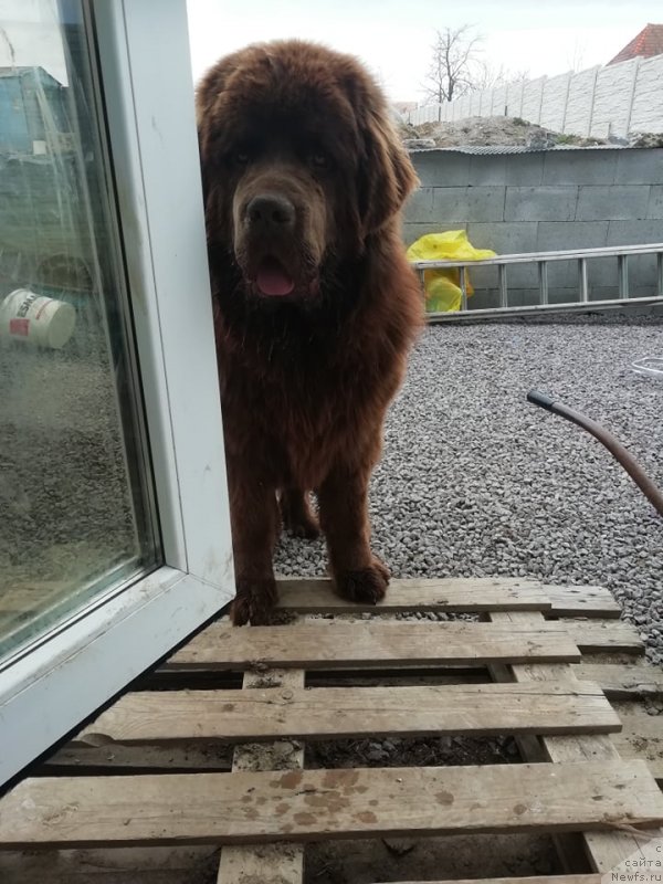 Фото: ньюфаундленд Obush Shed Inu No Kuma (Обуш Шед Ину Но Кума)