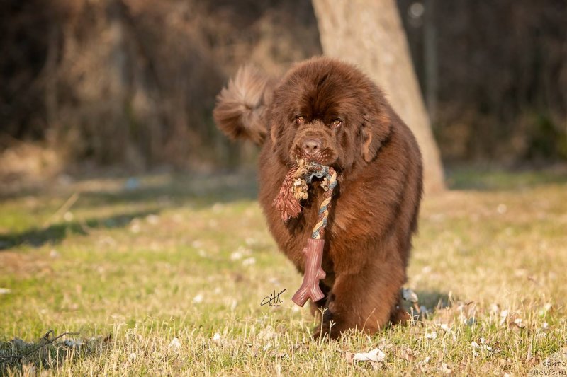 Фото: ньюфаундленд Braunblad MSK Djoy Orson (Браунблад МСК Джой Орсон)