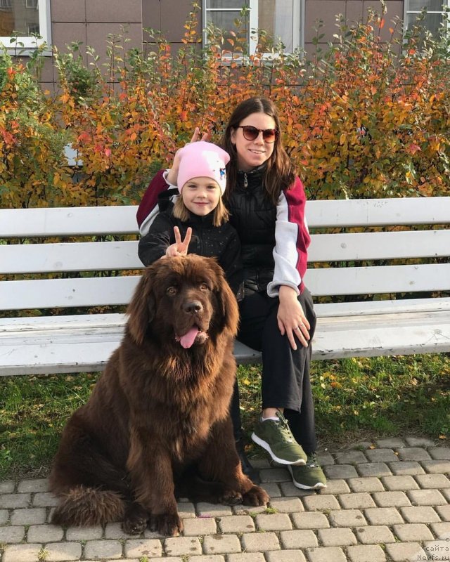 Фото: ньюфаундленд Braunblad MSK Djeyn Vendi (Браунблад МСК Джейн Венди)