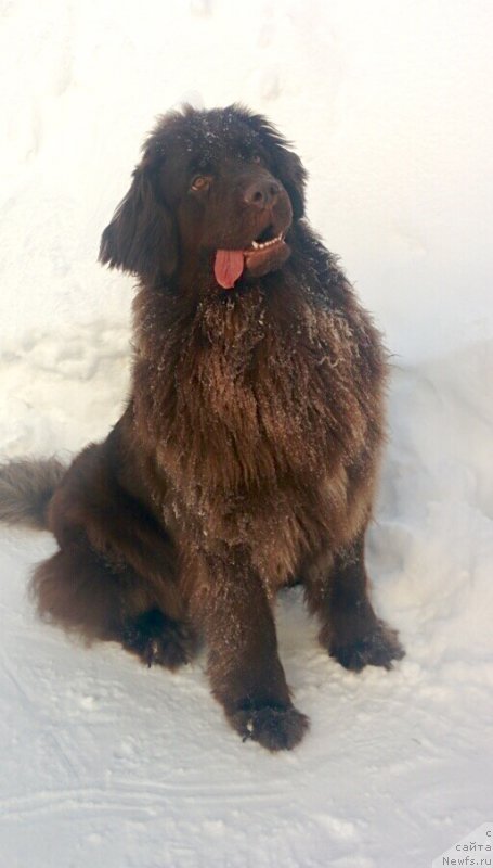 Фото: ньюфаундленд Brownblood MSK Drimi Ein (Браунблад МСК Дрими Эйн)