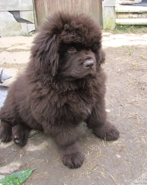 Фото: ньюфаундленд Braunblad MSK Djoy Orson (Браунблад МСК Джой Орсон)