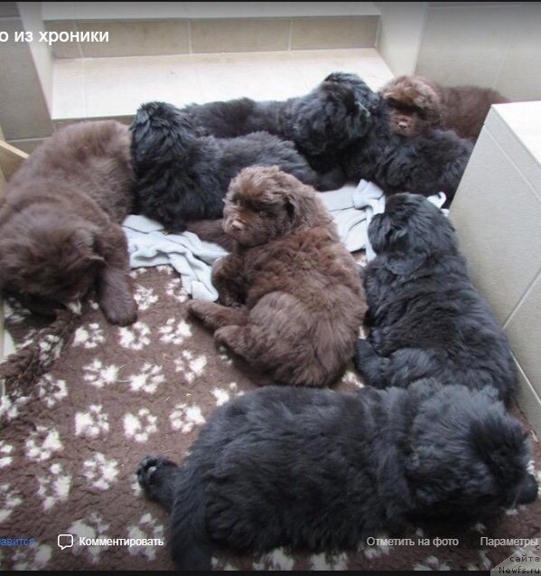 Фото: ньюфаундленд Braunblad MSK Djoy Orson (Браунблад МСК Джой Орсон)