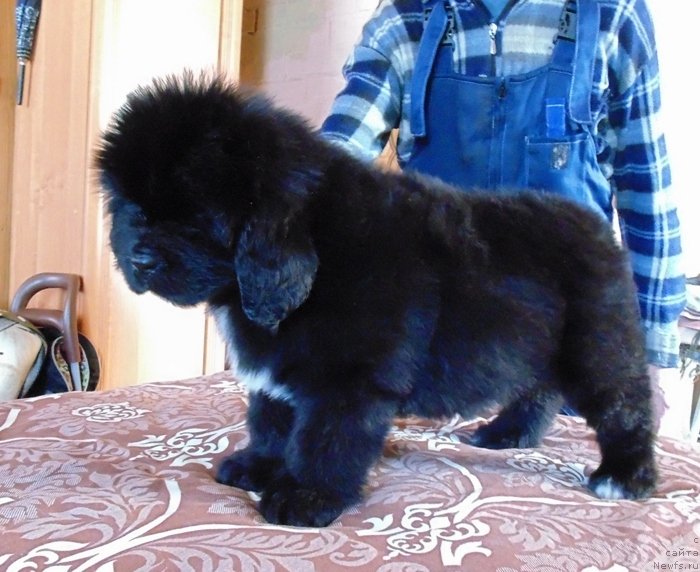 Фото: ньюфаундленд Zena ot Karel'skih Medvedey (Зена от Карельских Медведей)