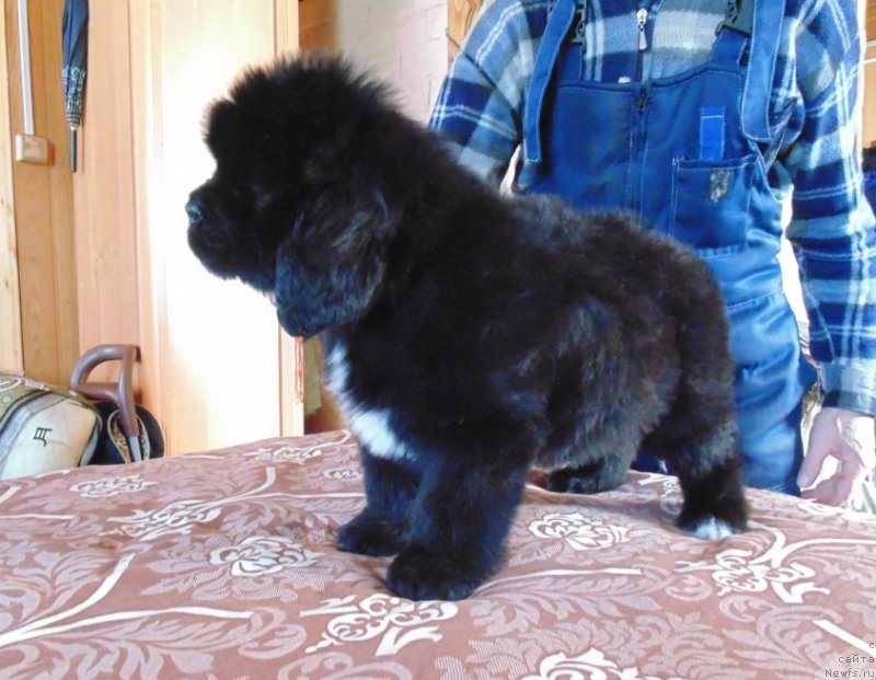 Фото: ньюфаундленд Zena ot Karel'skih Medvedey (Зена от Карельских Медведей)