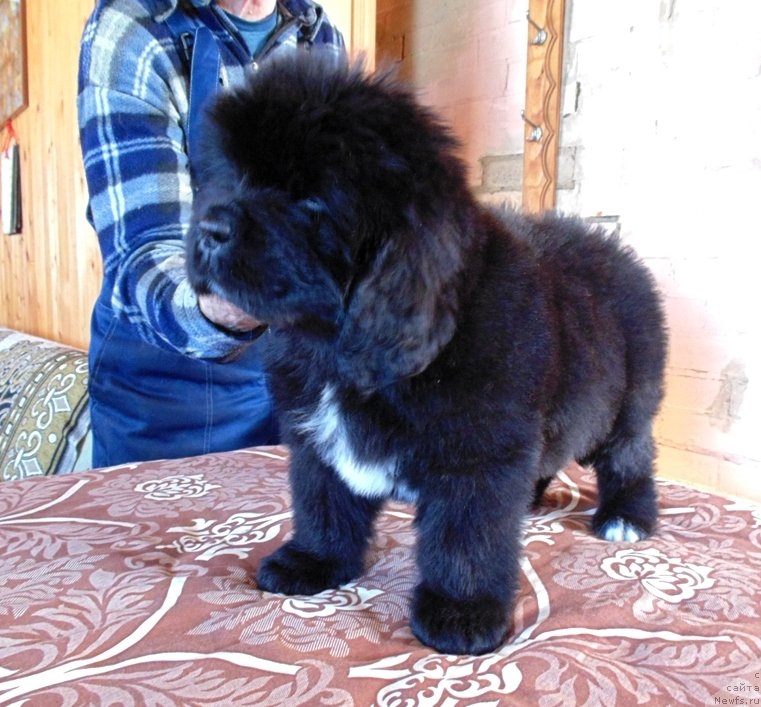 Фото: ньюфаундленд Zena ot Karel'skih Medvedey (Зена от Карельских Медведей)