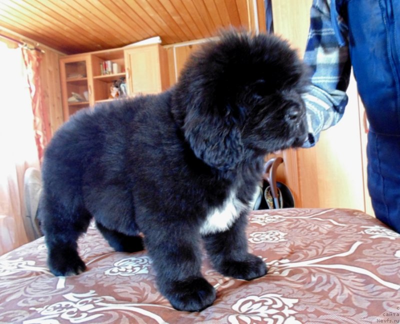 Фото: ньюфаундленд Zena ot Karel'skih Medvedey (Зена от Карельских Медведей)