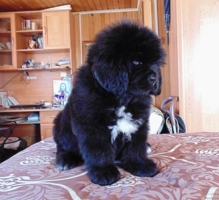 Фото: ньюфаундленд Zena ot Karel'skih Medvedey (Зена от Карельских Медведей)