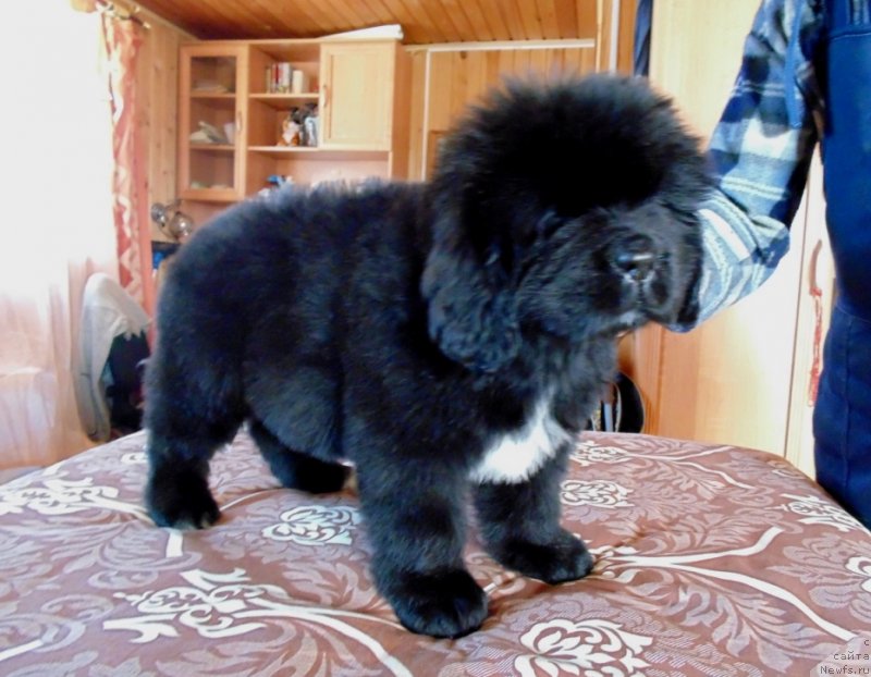 Фото: ньюфаундленд Zena ot Karel'skih Medvedey (Зена от Карельских Медведей)