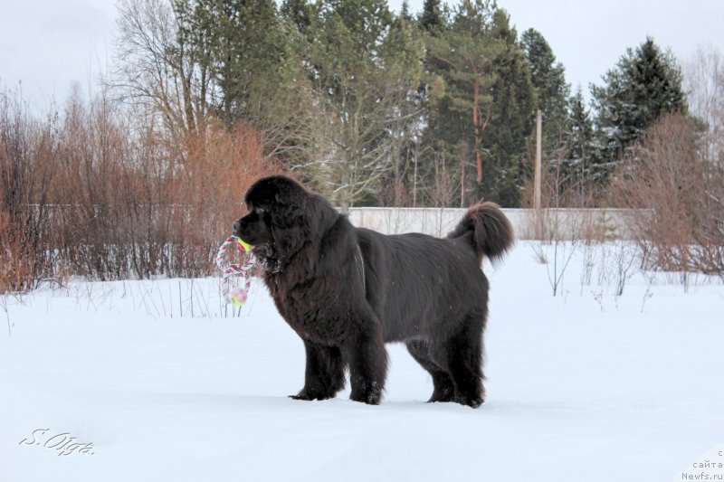 Фото: ньюфаундленд Kozyrniy Tuz s Berega Dona (Козырный Туз с Берега Дона), ньюфаундленд Kozyrniy Tuz s Berega Dona (Козырный Туз с Берега Дона)