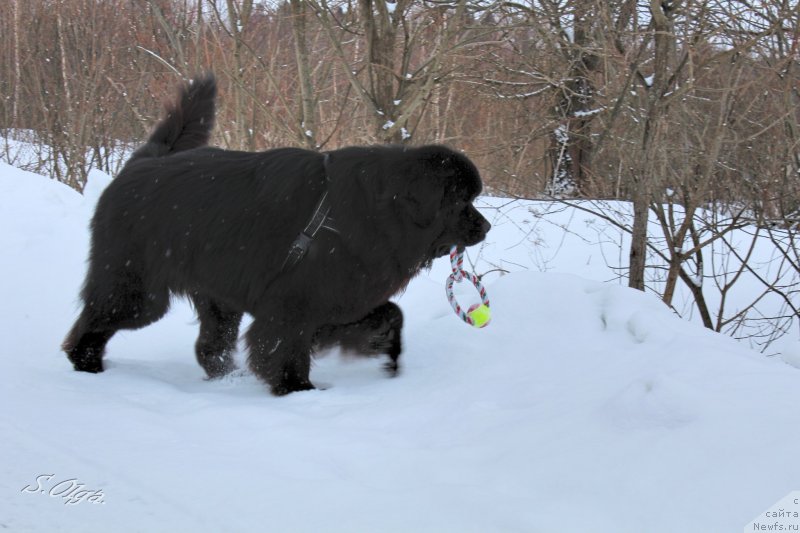Фото: ньюфаундленд Kozyrniy Tuz s Berega Dona (Козырный Туз с Берега Дона)
