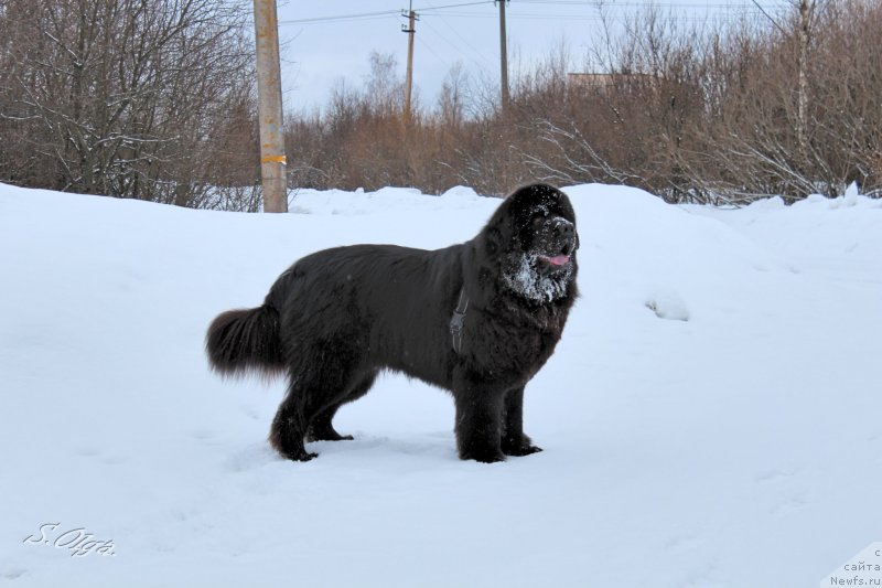 Фото: ньюфаундленд Kozyrniy Tuz s Berega Dona (Козырный Туз с Берега Дона)
