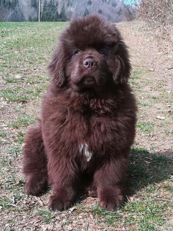 Фото: ньюфаундленд Braunblad MSK Djoy Orson (Браунблад МСК Джой Орсон)