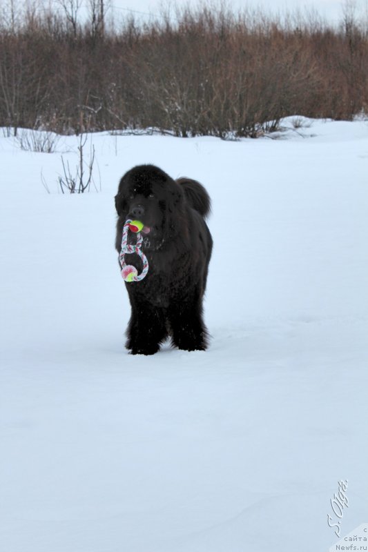 Фото: ньюфаундленд Kozyrniy Tuz s Berega Dona (Козырный Туз с Берега Дона)
