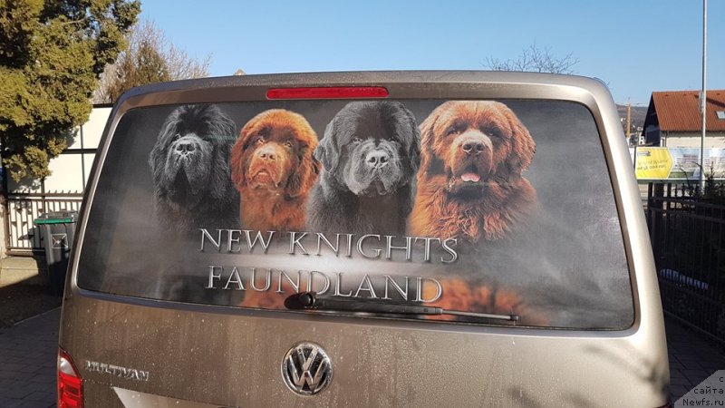 Фото: ньюфаундленд N'yufort Instinkt Vinner Knayt Itus (Ньюфорт Инстинкт Виннер Кнайт Итус), ньюфаундленд N'yufort Oveyshen Goldi Knayt (Ньюфорт Овейшен Голди Кнайт)