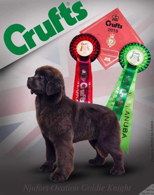 Фото: ньюфаундленд N'yufort Oveyshen Goldi Knayt (Ньюфорт Овейшен Голди Кнайт)