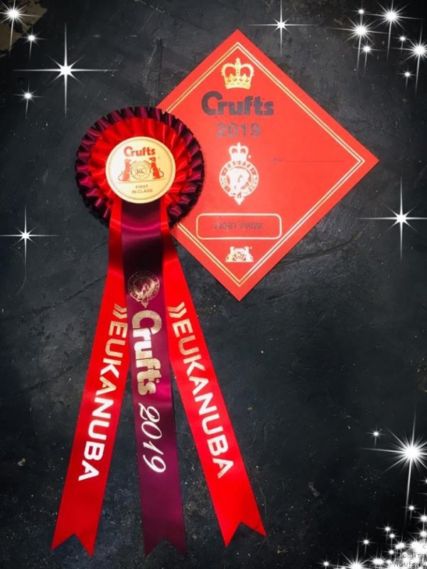 Фото: ньюфаундленд N'yufort Oveyshen Goldi Knayt (Ньюфорт Овейшен Голди Кнайт)