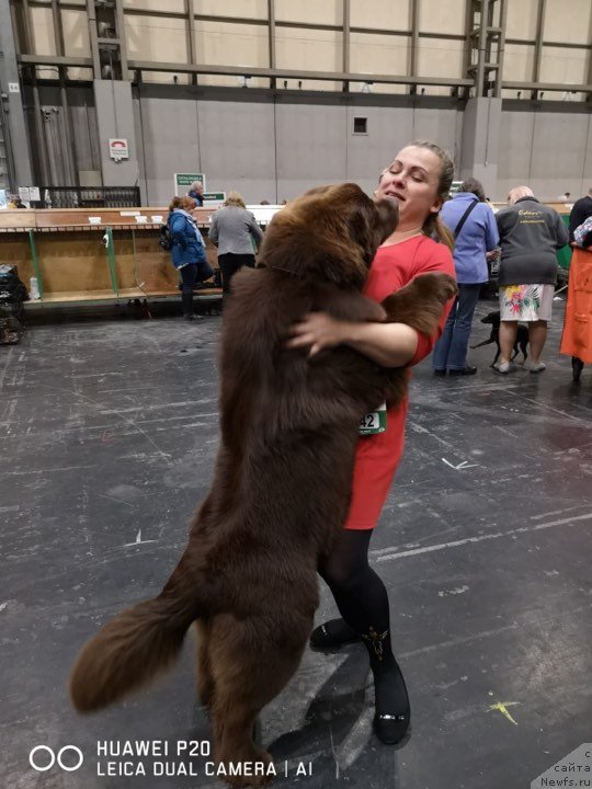 Фото: ньюфаундленд N'yufort Oveyshen Goldi Knayt (Ньюфорт Овейшен Голди Кнайт)
