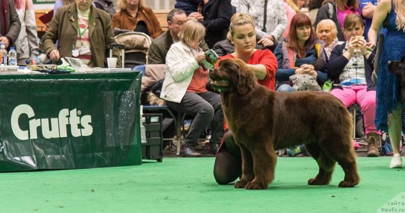 Фото: ньюфаундленд N'yufort Oveyshen Goldi Knayt (Ньюфорт Овейшен Голди Кнайт)