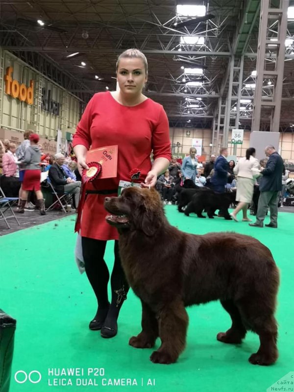 Фото: ньюфаундленд N'yufort Oveyshen Goldi Knayt (Ньюфорт Овейшен Голди Кнайт)