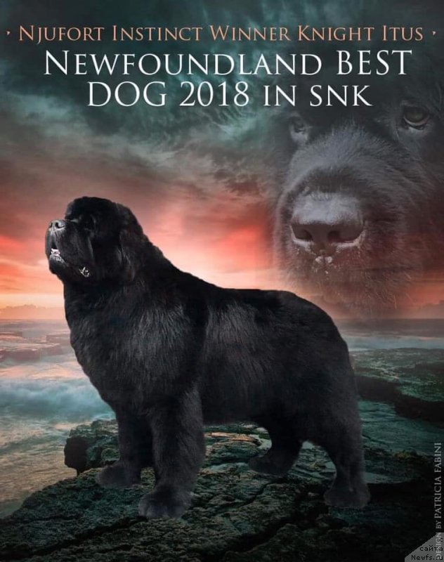 Фото: ньюфаундленд N'yufort Instinkt Vinner Knayt Itus (Ньюфорт Инстинкт Виннер Кнайт Итус)
