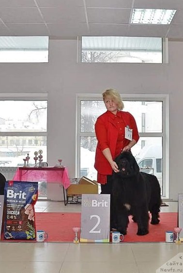 Фото: ньюфаундленд Njufort Karamel Dlya Strazhey Tatarstana (Ньюфорт Карамель для Стражей Татарстана)