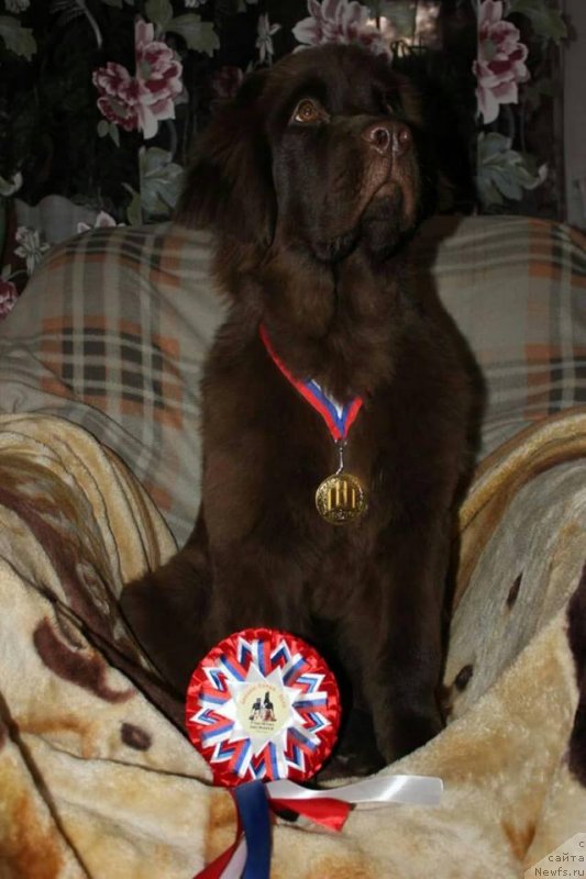 Фото: ньюфаундленд Njufort Perseya (Ньюфорт Персея)