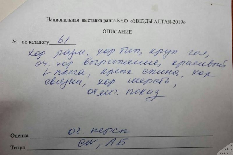 Фото: ньюфаундленд Njufort Perseya (Ньюфорт Персея)