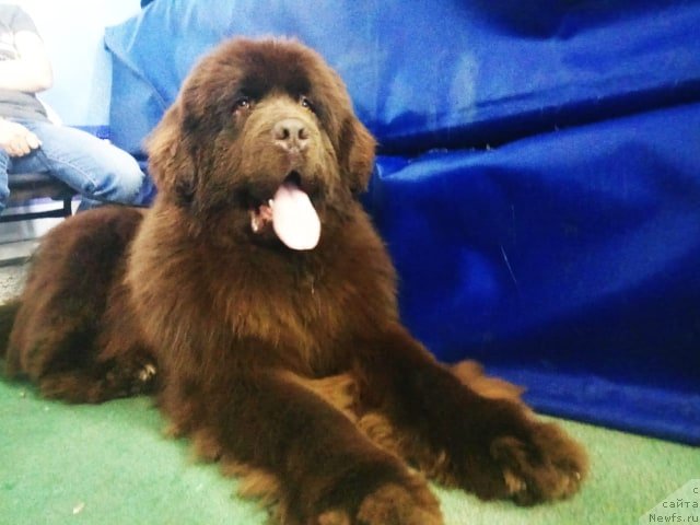 Фото: ньюфаундленд Njufort Maclaren (Ньюфорт Макларен)