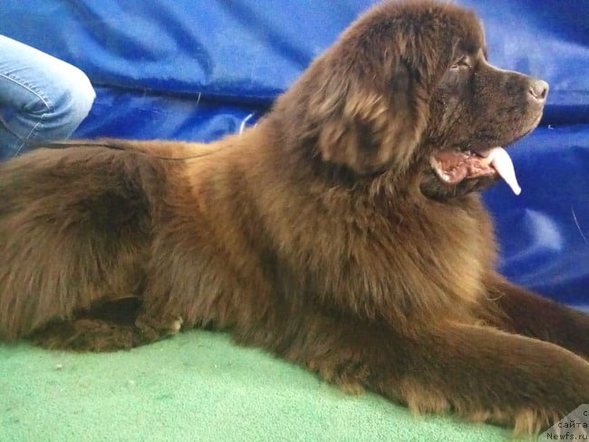 Фото: ньюфаундленд Njufort Maclaren (Ньюфорт Макларен)