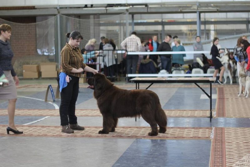 Фото: ньюфаундленд N'yufort Moya Prekrasnaya Ledi (Ньюфорт Моя Прекрасная Леди)