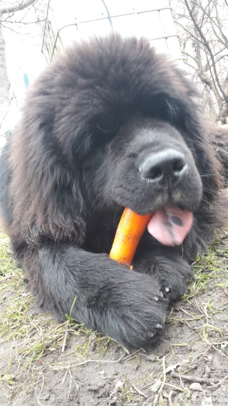 Фото: ньюфаундленд N'yufort Obereg Snou Mauntin (Ньюфорт Оберег Сноу Маунтин)