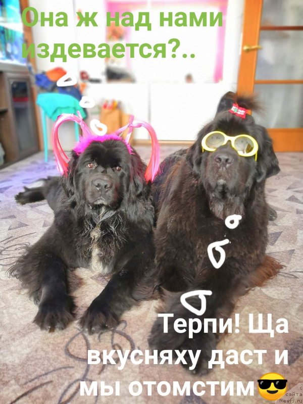 Фото: ньюфаундленд Alis Blues Perfect Panda (Элис Блюз Перфект Панда), ньюфаундленд Njufort Amanda Blum (Ньюфорт Аманда Блум)