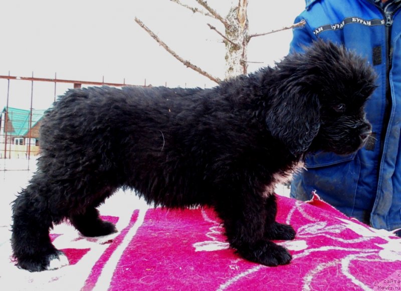 Фото: ньюфаундленд Zita ot Karel'skih Medvedey (Зита от Карельских Медведей)