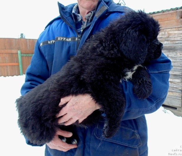 Фото: ньюфаундленд Zita ot Karel'skih Medvedey (Зита от Карельских Медведей)