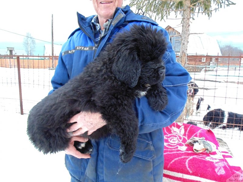 Фото: ньюфаундленд Zita ot Karel'skih Medvedey (Зита от Карельских Медведей)