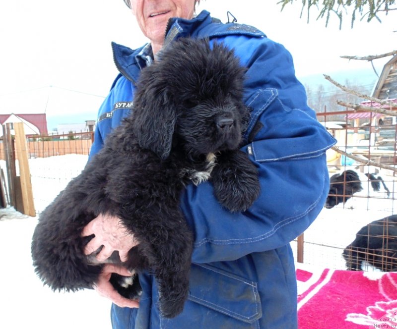 Фото: ньюфаундленд Zita ot Karel'skih Medvedey (Зита от Карельских Медведей)
