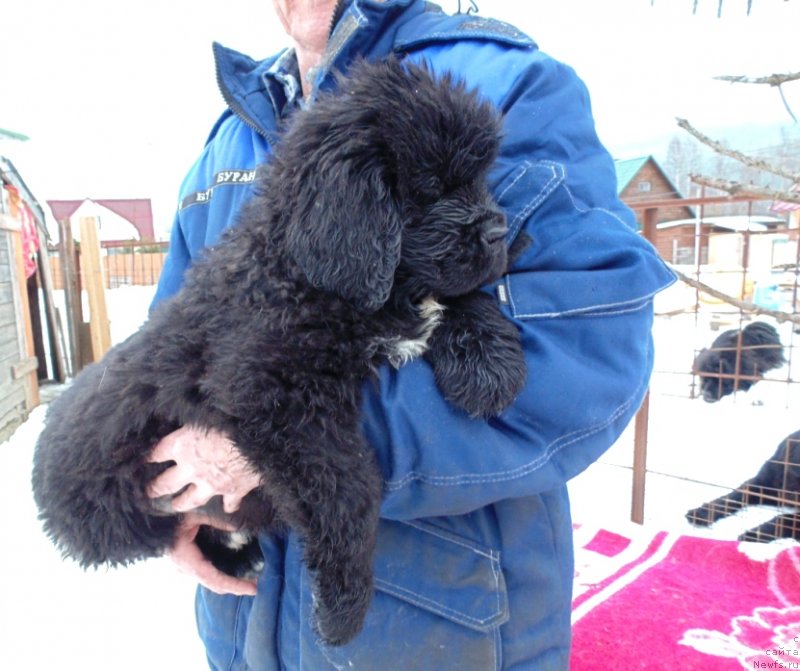 Фото: ньюфаундленд Zita ot Karel'skih Medvedey (Зита от Карельских Медведей)