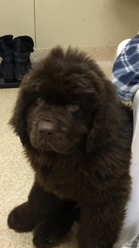 Фото: ньюфаундленд Sober-Oash Brayton Smart (Собер-Оаш Брайтон Смарт)