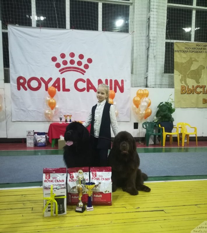 Фото: ньюфаундленд Brownblood MSK Leya Aiman (Браунблад МСК Лея Айман)