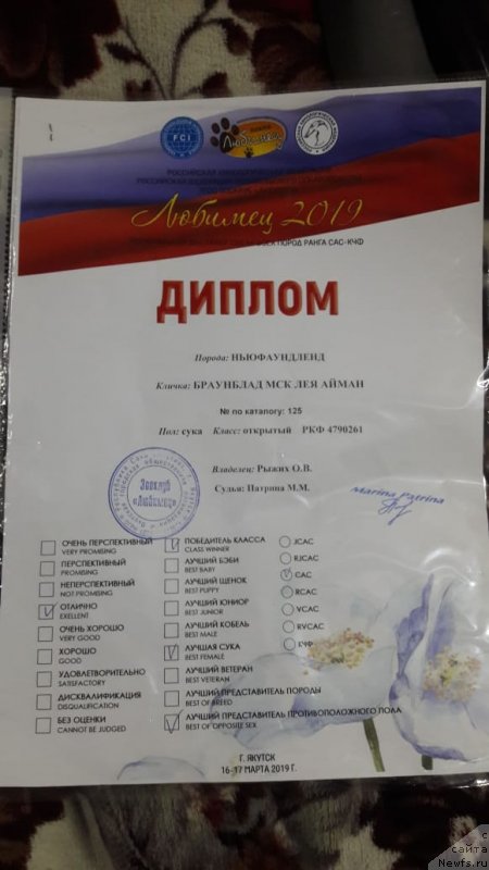 Фото: ньюфаундленд Brownblood MSK Leya Aiman (Браунблад МСК Лея Айман)