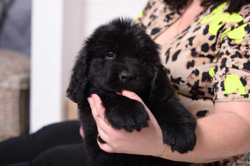 Фото: ньюфаундленд Vyatskiy Medved' SHaula Nebesnaya (Вятский Медведь Шаула Небесная)